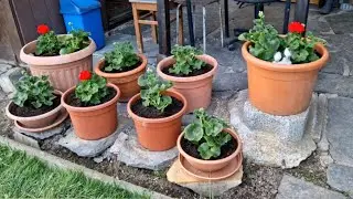 Как красиво.!  Герань будет   украшать  нашу дачу.
