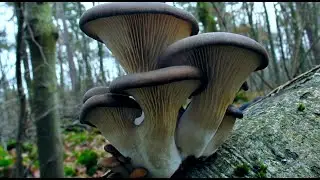 What mushrooms are harvested in winter