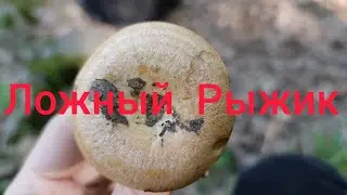 Ложный Рыжик, Млечник Псамикола