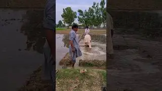villagelife #villagevlog #shortvideo