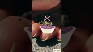 My Life Was Changed Since I Met Rose #pestweek #pestnews #jumpingspider #foryou #shorts