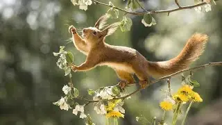 A. Vivaldi. Spring. Allegro (from "The Four Seasons")