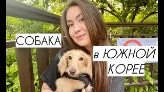 Как выросла наша такса Вилли? Собака в Южной Корее