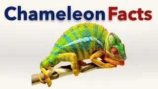 Chameleon Facts