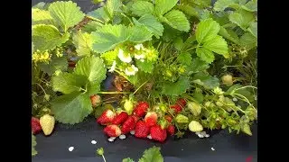 Агромакс Форум, Удобрение Агромакс Купить, Agromax Удобрение Отзывы