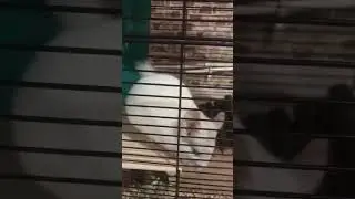#шиншилла