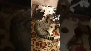 Не мешайте Дорику творить!