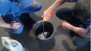 Что будет если смешать Антифриз с Тосолом!!!