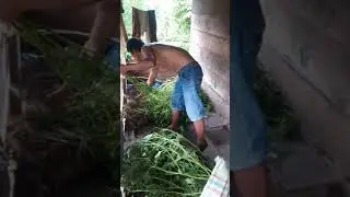 Obat tradisional siap di kirim