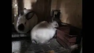 Обзор  закрытого крольчатника. Трёхъярусные клетки для кроликов