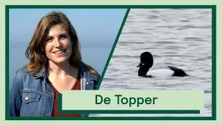 De topper en de kuifeend | Uitvogelen met Camilla