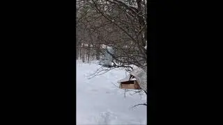СИНИЧКИНА КАРУСЕЛЬ