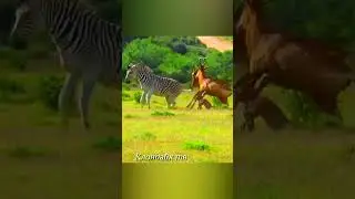 Зебра уходит от погони и бьёт копытом.
