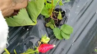 обзор 2 га клубники сорт прими. водоем для полива и устройство теплиц- балаганов.