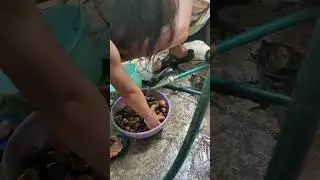 washing the food that we got before cooking them
