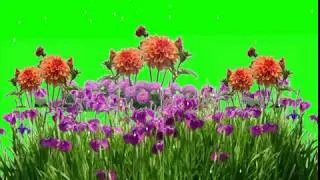 Green screen background flowers animation effects video