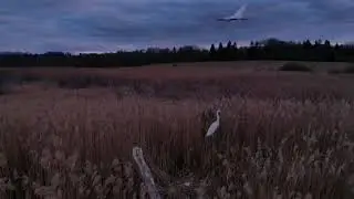 аисты