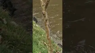 COMO ENSINAR UM CÃO A NADAR