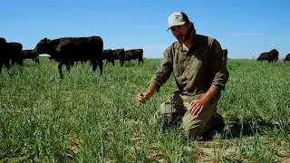 Triticale and Oats at a Colorado Ranch