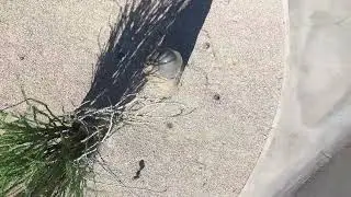 video drone warm sands drive and warm sands place peepee dick penis