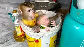 Monkey Kaka and Mit hid in the rice barrel to hide from mom