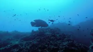 PEMBA ISLAND - Short video with Afro Divers