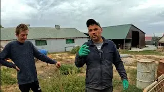 Новий рецепт від Коляна -Легені варені в молоці ... каже дуже смачно . Ганяю глистів та росказую шо.
