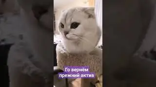 #cat #кот #youtube #youtubeshorts #youtubevideos #рекомендации #ютуб