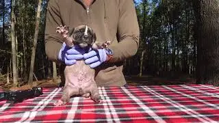 Cane Corso Pups Are In