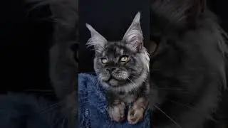 Шикарный Волчонок X'Wolf Iz Polosatoy Bandy #мейнкун #мейнкункотята #yummy