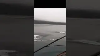 Dolphins