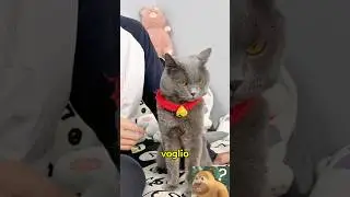 Le due facce del gattino