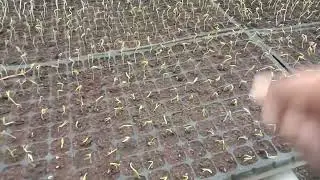 Sukses semai Cabe Kriting Tangghh F1 Daya Tumbuh100%