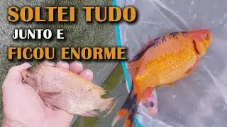 ME ARREPENDI DE NÃO SOLTAR TODOS AQUI Canal Saalada