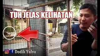 Ciri-ciri Betina Kenari Siap Dikawinkan