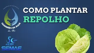 Como plantar repolho