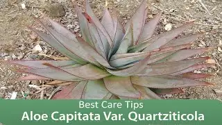 Aloe Capitata Var. Quartziticola - Best Care Tips