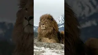 Are There Barbary Lions Still Alive? 