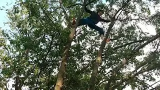 Tree Tranfers in Romania’s MOSSY and ARID Trees