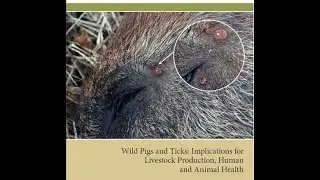 Wild Pigs and Ticks: Implications for Livestock Production, Human and Animal Health