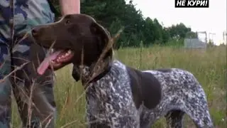 Hunting pheasant with pointer. Pheasant hunting with pointers