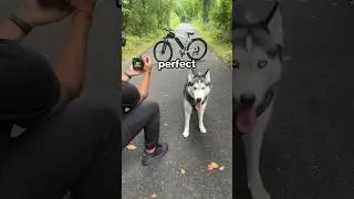 creating content on a trail with my dogs!