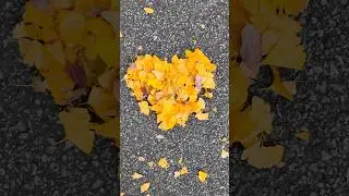 Autumn Leaves Dance in Shinjuku - cinematic #cinematicvlog