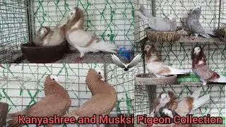 Kanyashree And Musksi Pigeon Collection || GN pigeon farm#fancypigeonlover#fancybird#pigeons #birds