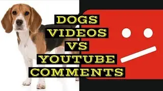 Dog Videos