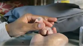 How to fit ID band/ring to baby chick | Kakariki | Tutorial |