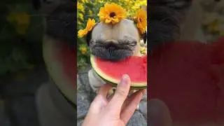 Precious Pug with Flower Crown eats Watermelon (ASMR) 🍉🌼 