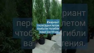 2 вариант пересадки растений летом . чтобы ваши растения не погибли . #сад #garden #bonsai #дача