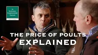 The Price of Poults Explained!