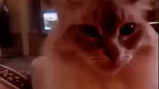 Я давно тебе хотел сказать